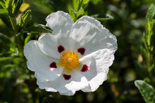 Charger l&#39;image dans la galerie, Ciste ladanifère - Cistus ladaniferus - De Saint-Hilaire - 5 ml