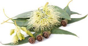 Eucalyptus citronné - Eucalyptus citriodora - De Saint-Hilaire - 10 ml