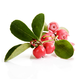 Gaulthérie - Gaultheria fragrantissima - De Saint-Hilaire - 10 ml