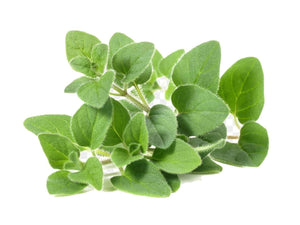 Marjolaine à coquilles - Origanum majorana - De Saint-Hilaire -10 ml