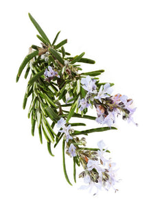 Romarin à verbénone - Rosmarinus officinalis - De Saint-Hilaire - 10 ml