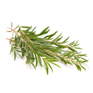 Tea tree - Melaleuca alternifolia - De Saint-Hilaire - 10 ml