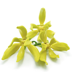 Ylang ylang - Cananga odorata - De Saint-Hilaire - 10 ml